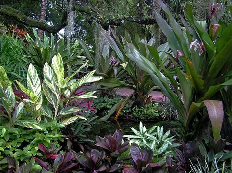 Pictures Of Exotic Flowering House Plants