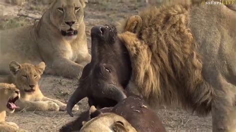 Lioness brutally takes down young buffalo - YouTube