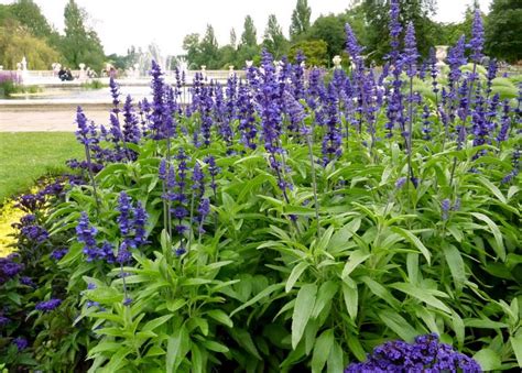 Salvia How To Plant Grow And Care For Salvia Sage The Old Farmer