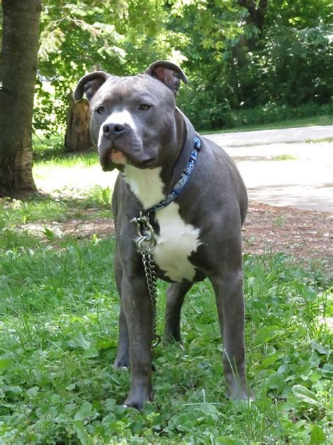 Knight Sabre The Thunderfoot Blue Nose Blue Brindle American Pitbull