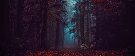 Dark Autumn Forest Wallpapers Top Free Dark Autumn Forest Backgrounds