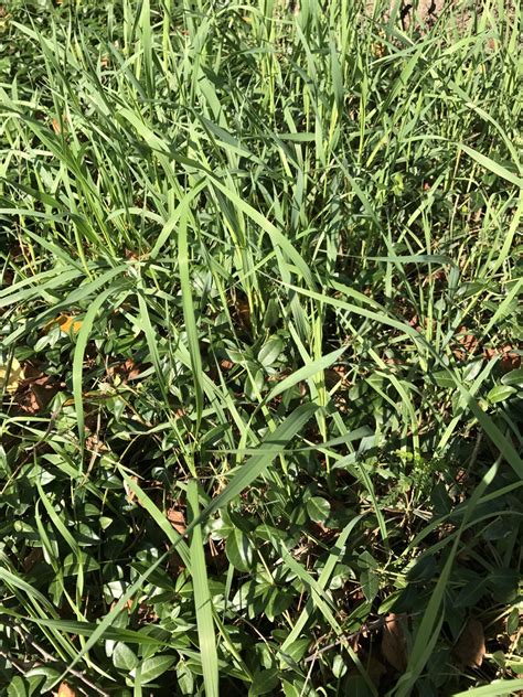 Weed Id Quack Grass Lawnsite Is The Largest And Most Active Online