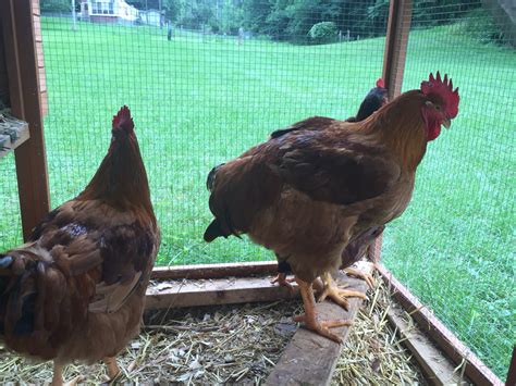 backyard chickens learn how to raise chickens
