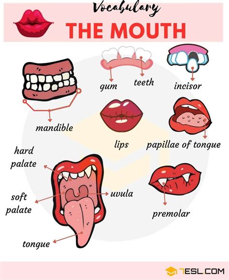 Parts Of The Body In English Eslbuzz