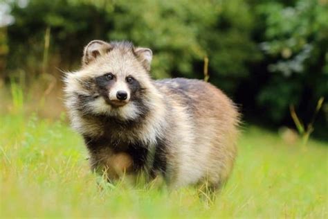 Raccoon Dog Pictures Az Animals