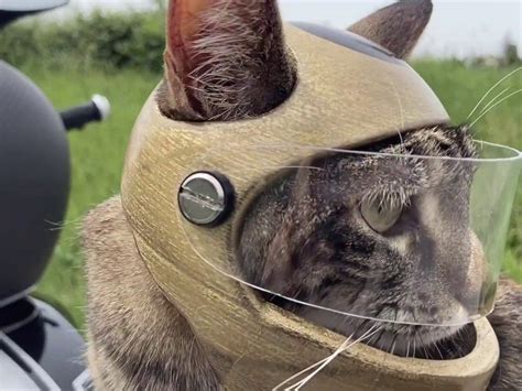 Cats Now Have Their Own Custom Helmets Yodoozy®