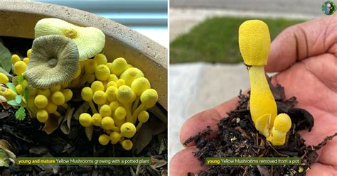 Yellow Mushroom In Houseplant Is It Edible Poisonous To Touch