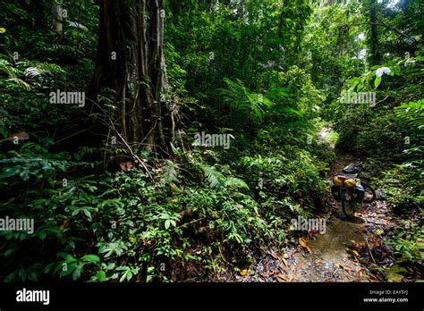 Cycling Tour In The Jungle Sulawesi Indonesia Stock Photo Alamy