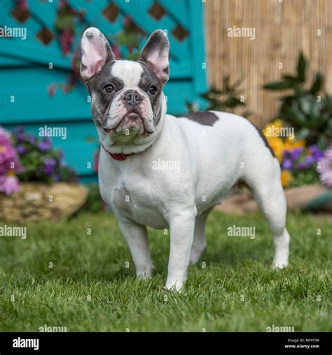 French Bulldog Hi Res Stock Photography And Images Alamy
