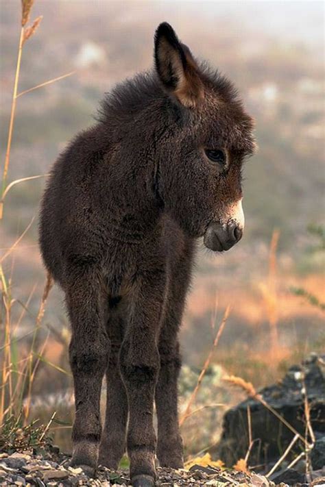 20 Cute And Cuddly Baby Donkeys