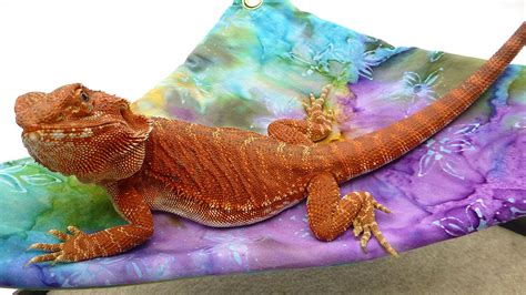 Carolina Designer Dragons Mini Hammock For Bearded Dragons