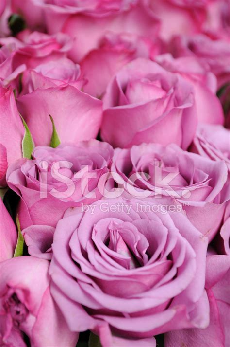 Purple Roses Background Stock Photo Royalty Free Freeimages