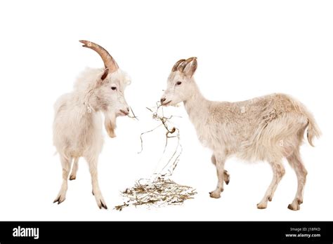 Milk Goats Cut Out Stock Images And Pictures Alamy