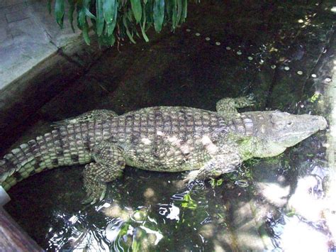 Produkte von aquarium zoologischer garten. Bild "Krokodil" zu Aquarium (Zoologischer Garten) in ...
