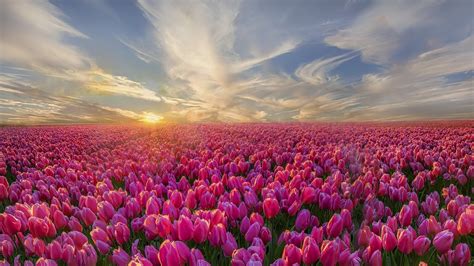 Thông Tin Về 20 Hình Nền Máy Tính Hoa Tulip Cần Phải Biết Hiện Nay