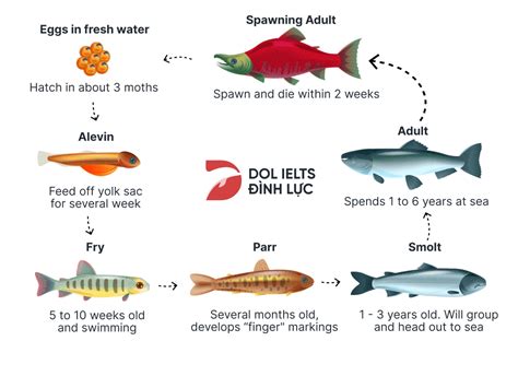 The Diagram Below Shows The Life Cycle Of A Salmon