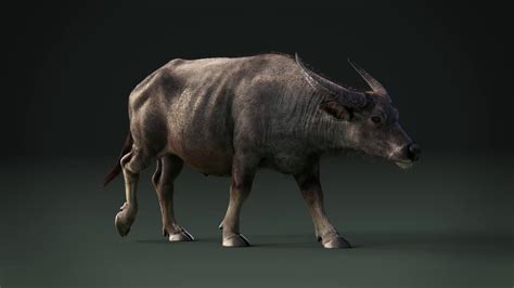 Cgi 3d Animated Animal In Blender Asian Buffalo And Water Buffalo Youtube