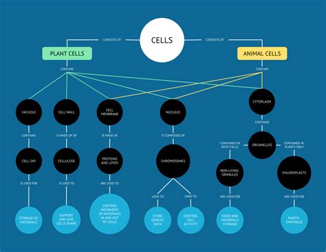 Animal And Human Cells Biology Concept Map Template Venngage