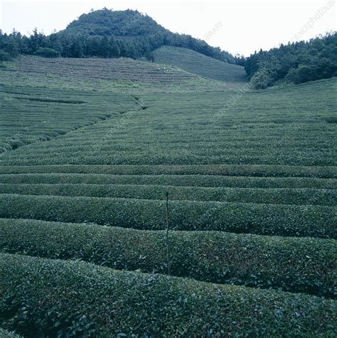 Use them in commercial designs under lifetime, perpetual & worldwide rights. Tea plantation - Stock Image - E768/0255 - Science Photo Library
