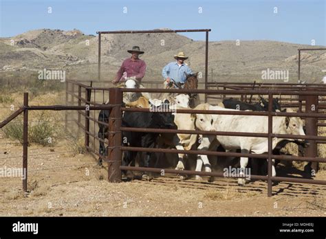 Cowboys Driving Cattle To A Pen Before Shipping In A West Texas Ranch