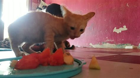 Kucing Vegetarian Kucing Makan Melon Pepaya YouTube