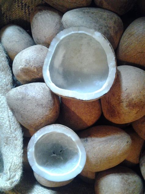 Dry Coconut At Best Price In Madurai By Alif Trading Co Id 5903086488
