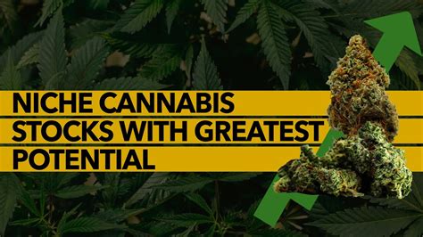 Niche Cannabis Stocks With Greatest Potential Youtube