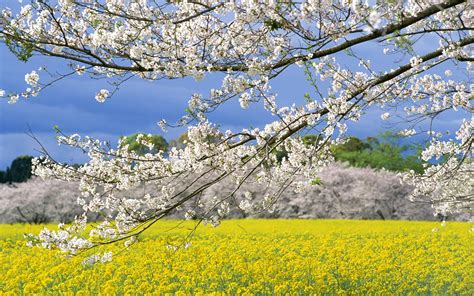 Spring Sakura Flower Tree Sky Beautiful Landscape Wallpapers Hd