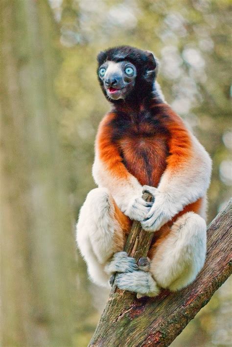 The Crowned Sifaka Is A Medium Sized Lemur Who Has A Total Length Of 87