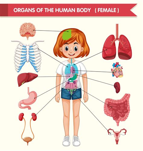 Illustration Of Human Organs