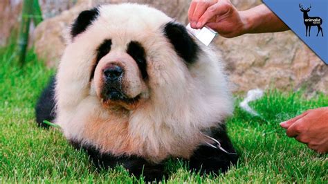 Why Are Panda Dogs So Popular Youtube