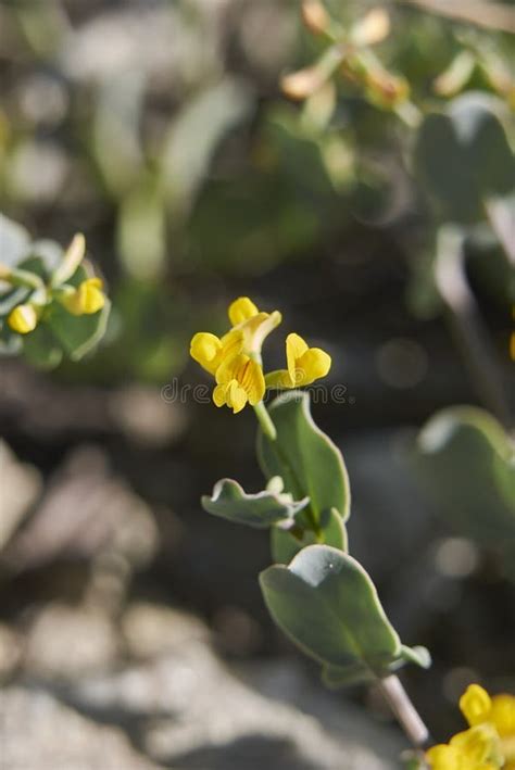 Coronilla Scorpioides Close Up Stock Image Image Of Meadow