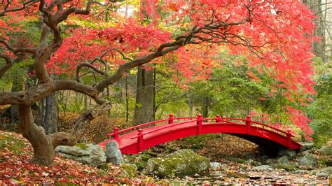 Autumn 2560×1440 Maple Trees Japanese Garden 4k 3546 Wall Paper