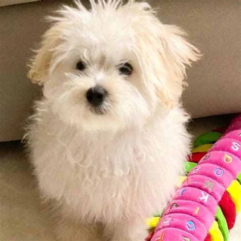 Maltipoo Pros And Cons Should You Get This Breed 2023 We Love Doodles