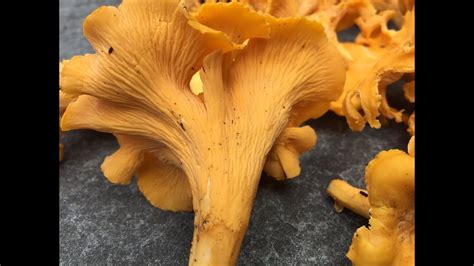 Show Me Pictures Of Chanterelle Mushrooms All Mushroom Info