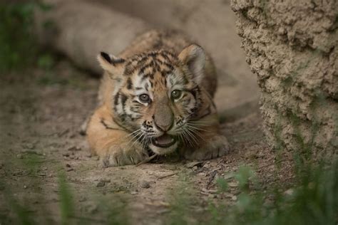 Columbus Zoo Tiger Cubs Make Their Public Debut Photos Wsyx