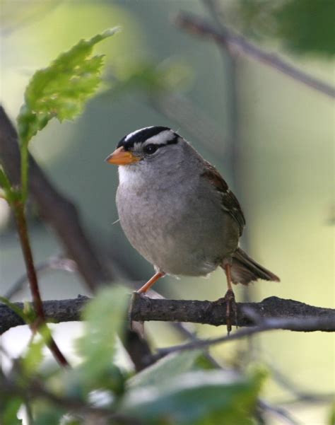Wild Birds Unlimited New Birds To Look For In The Spring