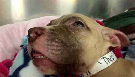 Pit Bull Finds Abandoned Puppy The Dodo