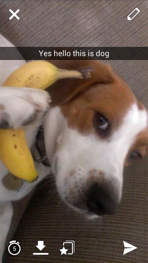 27 Best Animal Snapchats Of All Time