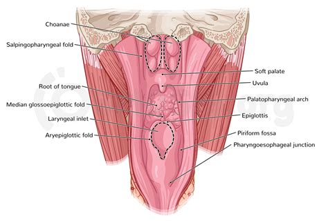 Anatomy Of The Pharynx And Esophagus Osmosis Porn Sex Picture