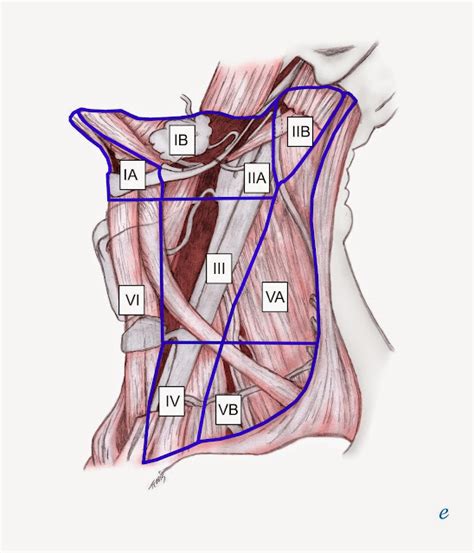 Miles To Read B4 I Sleep Level 2 A And 2b Cervical Lymph Node Cv Ln Levels