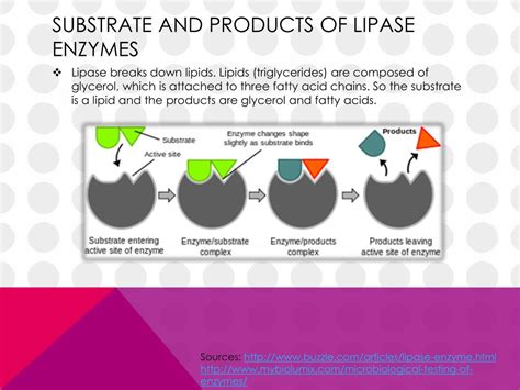 Ppt Lipase Powerpoint Presentation Free Download Id2054436