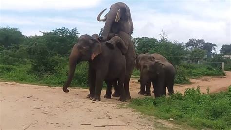 african and asian elephant rare mating source thushara dhamith youtube