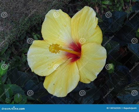 The Yellow Hibiscus Beautiful Flower Stock Image Image Of Flowers