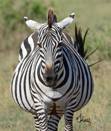 Do These Stripes Make Me Look Fat 1761bsg Common Zebra Flickr