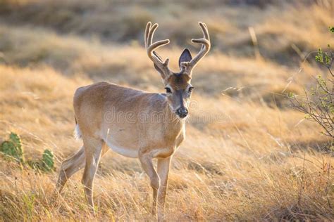 Wild Deer Buck Stock Image Image Of Mammal Tail Male 60393707