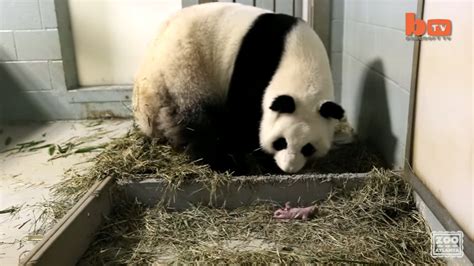 Pregnant Panda Hangs Out At Zoo Then Camera Catches Her Giving Birth
