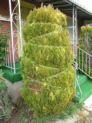 Young plants actually benefit from frequent shearing. Wrap shrubs, prevent snow damage - The Salt Lake Tribune