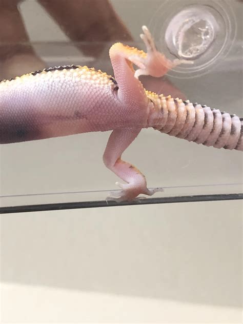 Seiring dengan perkembangan waktu dan indonesia mencapai kemerdekaan, muhammad arief sebagai pencipta lagu. Can someone help me sex my new leopard gecko? : geckos