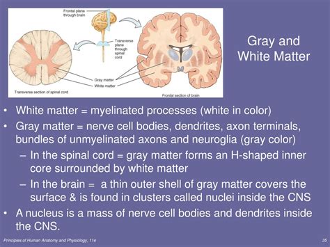 PPT - Chapter 12 PowerPoint Presentation, free download - ID:226641